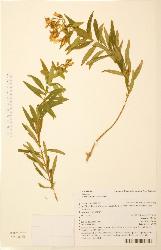 Hypericum canariense specimen showing lanceolate or oblong-lanceolate leaves.
 © Landcare Research 2010 